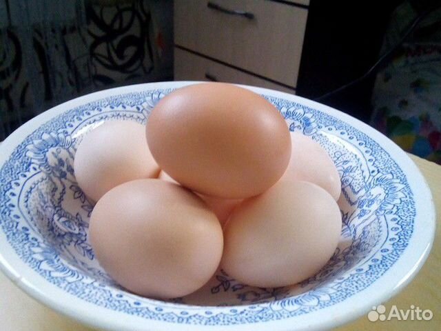 Куриные яйца (кушать или на инкубацию) купить на Зозу.ру - фотография № 2