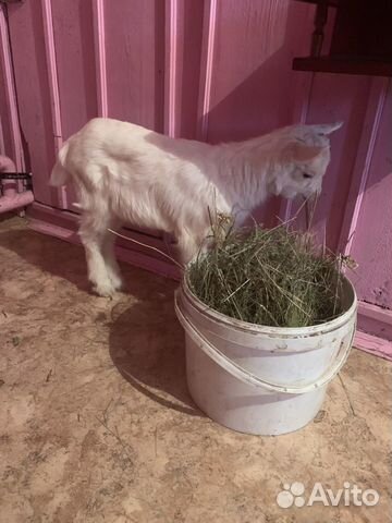 Продаётся заанненская коза с козлёнком купить на Зозу.ру - фотография № 2