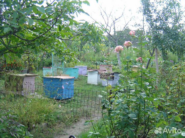 Улья с пчёлами купить на Зозу.ру - фотография № 1