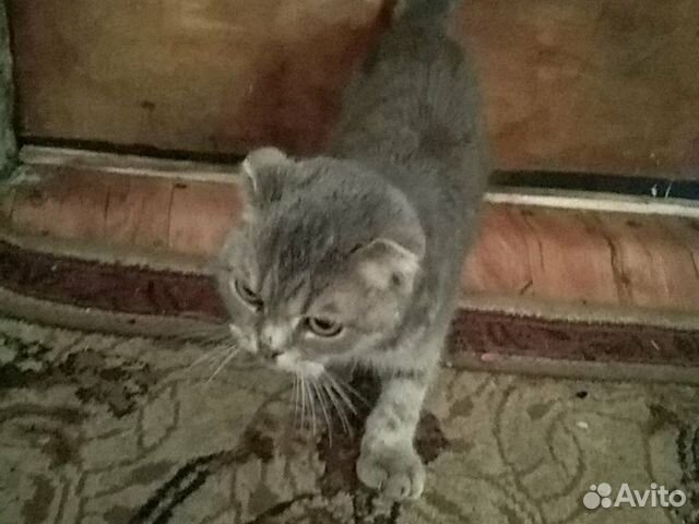 Кошка Шатланско-Веслаухая купить на Зозу.ру - фотография № 2