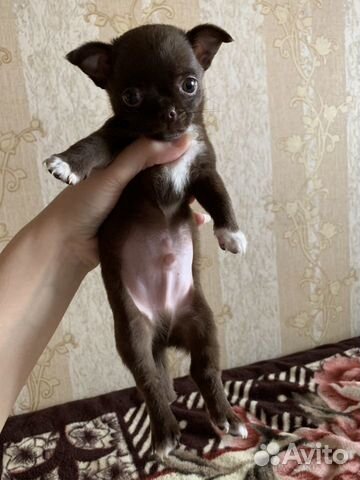 Карманная собачка Чихуахуа купить на Зозу.ру - фотография № 1