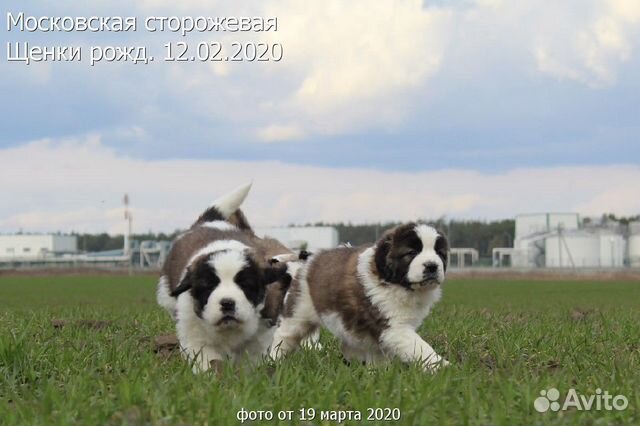 У вас собаки нет У нас есть щенки купить на Зозу.ру - фотография № 3