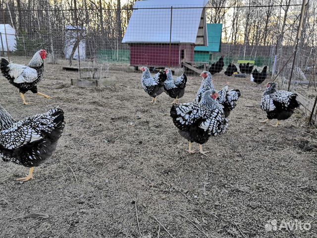 Инкубационное яйцо породистых кур купить на Зозу.ру - фотография № 7