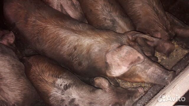 Свиноматки мясной породы купить на Зозу.ру - фотография № 5
