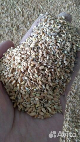 Пшеница на корма купить на Зозу.ру - фотография № 2
