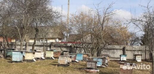 Пчёлы хорошие крепкие семья мёд натуральный купить на Зозу.ру - фотография № 1