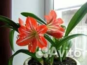 Гиппиаструм (комнатная лилия)
