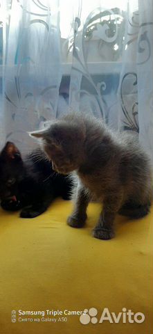 Котята