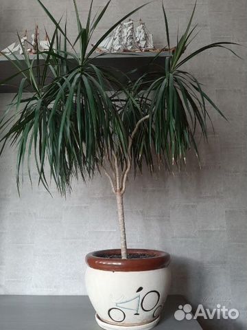 Пальма Драцена
