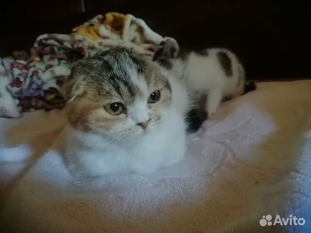 Котенок девочка 6 месяцев стерилизована Котенок девочка 6 месяцев стерилизована