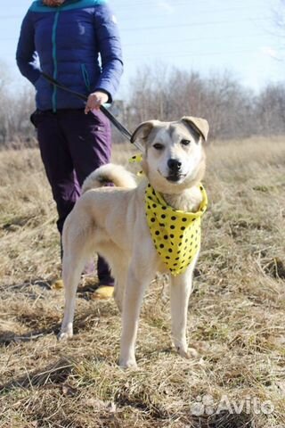 Собака малышка Флёр в дар, 11 месяцев Собака малышка Флёр в дар, 11 месяцев