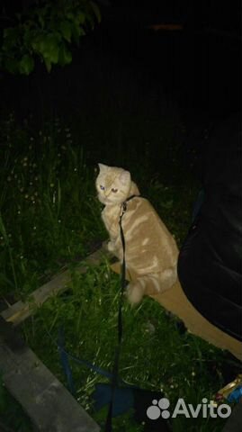 Кот на вязку