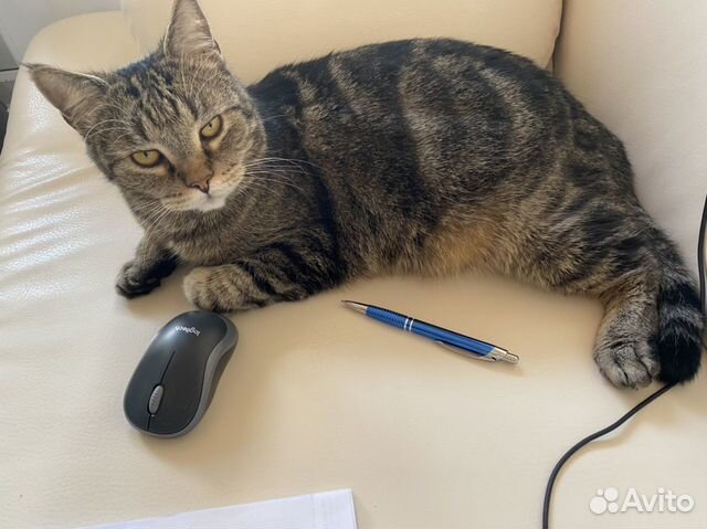 Котик Котик