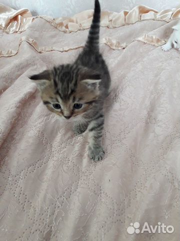 Котенок