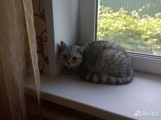 Котенок британский в добрые руки Котенок британский в добрые руки