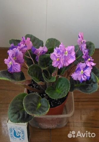 Фиалка Фиалка