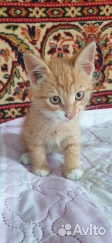 Кошка в дар Кошка в дар