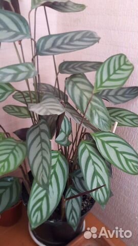 Цветы домашние Цветы домашние