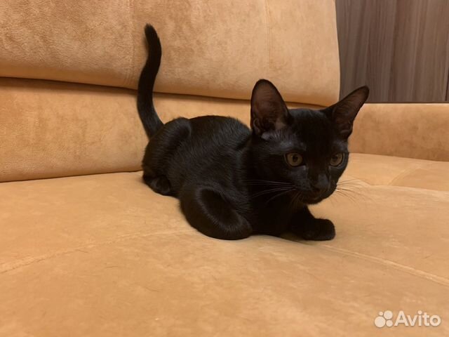 Бомбейский кот Бомбейский кот