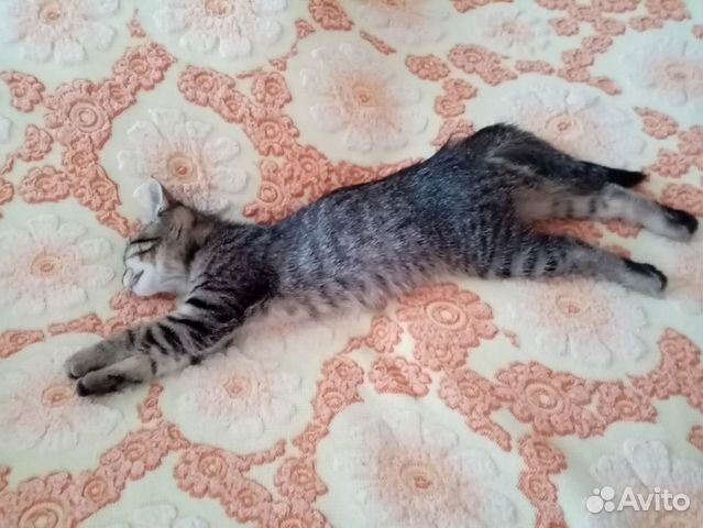 Котенок в добрые руки