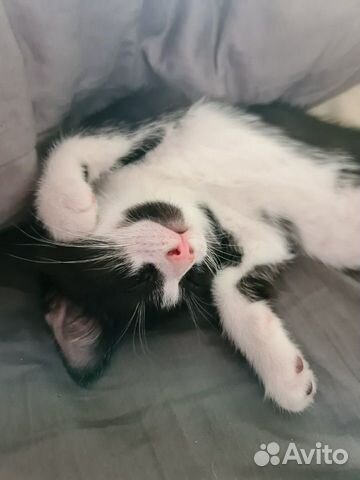 Котёнок Котёнок