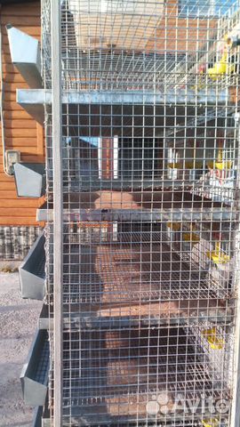 Клетки для перепелов