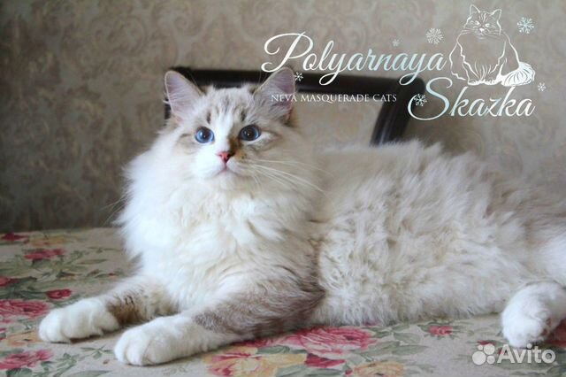 Невский маскарадный котенок