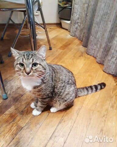 Кот в добрые руки Кот в добрые руки