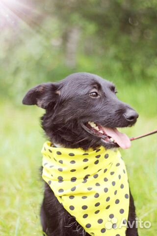 Молодой пёс Рик в добрые руки Молодой пёс Рик в добрые руки