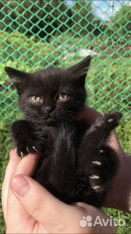 Котята девочки 2 Котята девочки 2