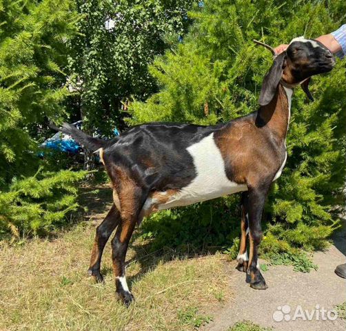 Нубийские козы. Англо-нубийская коза. Коза нубийской породы. Англо нубийские козлята.