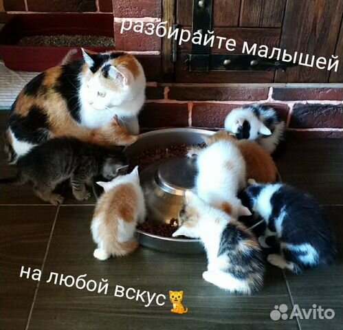 Самые умные котята в самые добрые руки