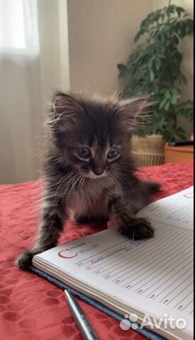 Дарю котёнка Дарю котёнка