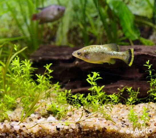 Амека (Ameca splendens) необычная редкая живородка