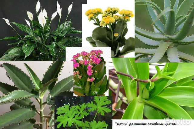 Каланхоэ лечебн Алоэ Спатифиллум «детки»