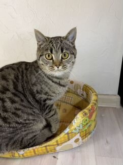 Кошка