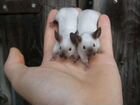 Сиамские мышки
