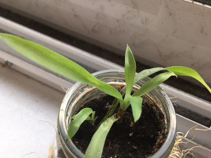 Хлорофитум маленький (комнатные растения)