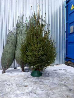 Русская живая ёлка