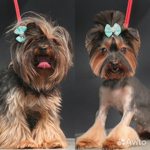 Груминг, стрижка собак Кузнечиха