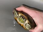 Отдам в хорошие руки черепаху