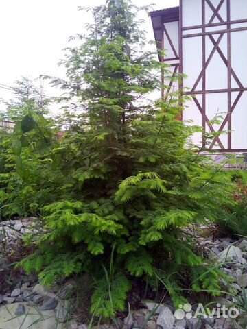 Саженцы 90+ видов:Метасеквойя Кедр Орехи Пихты