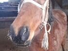 Лошадь,кобылка,3 года,запрещается
