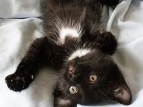 Мертвые черные кошки. Черный котенок проснулся. Новорожденный черный котенок