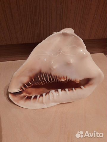 Ракушка морская большая