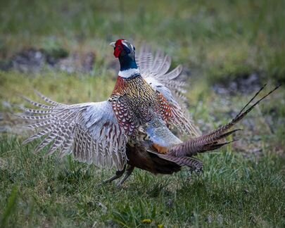 Продаём яйцо фазана