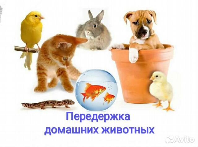 Передержка животных (кошек/собак/грызунов и т.д)