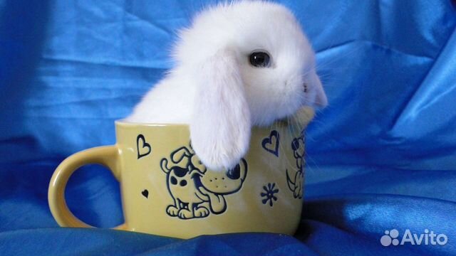 Самый маленький белоснежный крольчонок