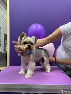 Груминг Йорк, шпиц, экспресс-линька, мальтипу