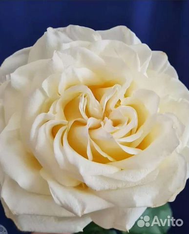 Роза белая пионовидная